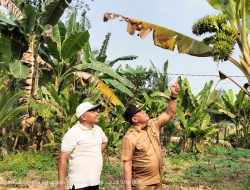 Langka Pohon Pisang Berbuah Dua Tandan
